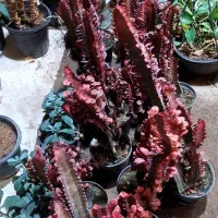 گل افوربیا گندمی|گل و گیاه طبیعی|قم, خداکرم|دیوار