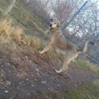 سگ ماده عراقی