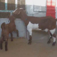 بز وبزغاله نر|حیوانات مزرعه|کارزان, |دیوار