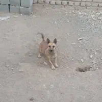 سگ پاکوتاه|سگ|مه ولات, |دیوار