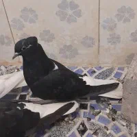 کبوتر رنگی|پرنده|کارون, |دیوار