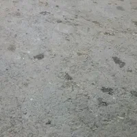 زاغ جوانه ماده