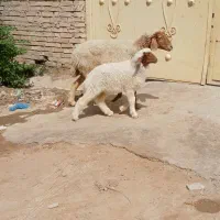 گوسفند|حیوانات مزرعه|اهواز, اهواز|دیوار