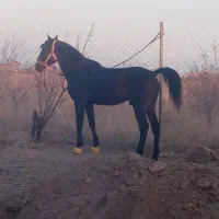 اسب کرد اصیل