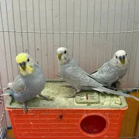 سه تا مرغ عشق