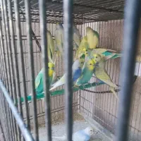 تعدادی مرغ عشق اسپانگل نر