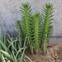 انواع گل|گل و گیاه طبیعی|بجنورد, |دیوار