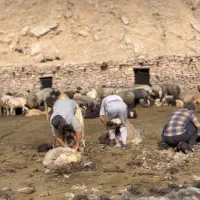 حقوق ثابت در منزل با تهیه فیلم مستند زندگی عشایری|استخدام هنری و رسانه|مسجد سلیمان, |دیوار