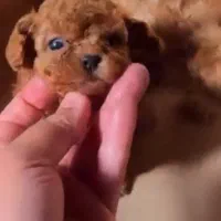 سگ تربیت شده|سگ|شهرکرد, |دیوار