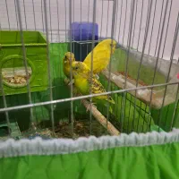 مرغ عشق|پرنده|مسجد سلیمان, |دیوار