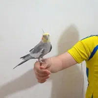 عروس هلندی نر سینامون آهویی سخنگو