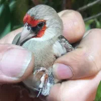 سهره|پرنده|ملارد, |دیوار