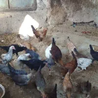 مرغ و جوجه