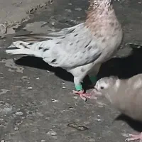 کبوتر رنگی|پرنده|شوشتر, |دیوار