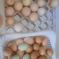 تخم بوقلمون و مرغ نطفه دار