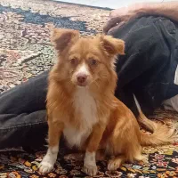 حیوان خانگی|سگ|کرج, خرمدشت|دیوار