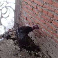 بوقلمون تخم گذار