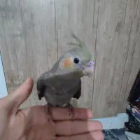 عروس هلندی|پرنده|تهران, مسعودیه|دیوار