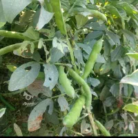 باقالای درشت وتمیز۳۰هزارتومان