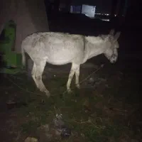خر نر گوسفندی جوان