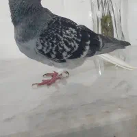 دم سفید|پرنده|سبزوار, قصبه اب یمین|دیوار