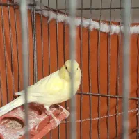 قناری نره وماده|پرنده|تهران, دولاب|دیوار