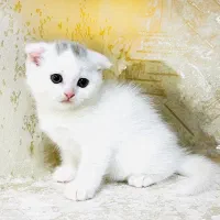 گربه اسکاتیش فولد سیلور دختر
