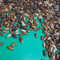 میلورم خشک و زنده