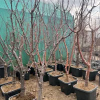 ۲-۳ سال با تصمین درخت ریشه پرس گلدانی