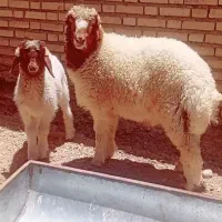 بره سنگین