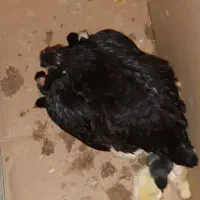 مرغ محلی بوشهری