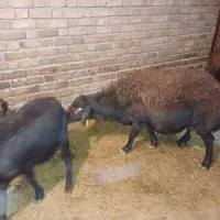 میش و بره. میش. بز .گوساله|حیوانات مزرعه|زاغه, |دیوار