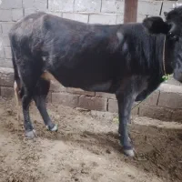 دوتا گاو ماده گوشتی