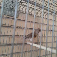 تعدادی قناری ماده سفید و سبز و سرحال|پرنده|اصفهان, احمدآباد|دیوار