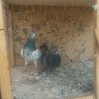 تعدای کفتر پرشی|پرنده|شریفآباد, |دیوار