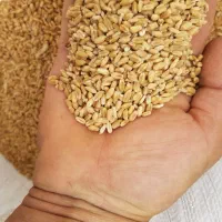 گندم درجه یک ۱ تن دارم