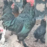 مرغ و خروس مرندی