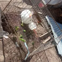 خرگوش|موش و خرگوش|بافت, |دیوار