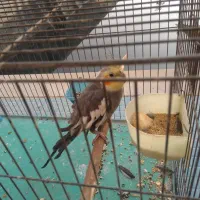 عروس هلندی نر