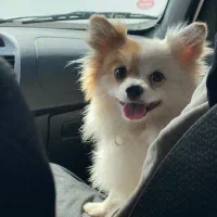 واگذاری پامر اشپیتز