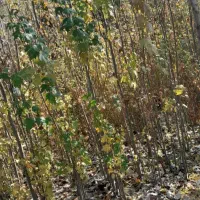 صنوبر دوساله