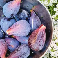 آغاز پیشفروش نهال انجیر گلابی درشت|خدمات باغبانی و درختکاری|خمینی‌شهر, |دیوار