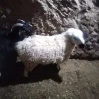 میش|حیوانات مزرعه|مود, |دیوار