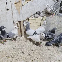 ۹ عدد کبوتر پلاکی دست اولی بیرونی