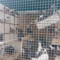 کبوتر فروشی|پرنده|خوسف, |دیوار