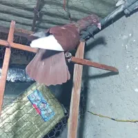 3تا کبوتر رنگی|پرنده|الوند, |دیوار