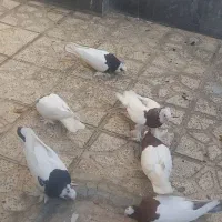 کبوتر طوقی .