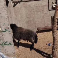 گوسفند نر ع۴۰ کیلویی چاق و چله خمیر