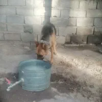 فروش سگ ژرمن ماده