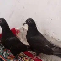 جفت جوجه پلاکی سیاه|پرنده|خورموج, |دیوار